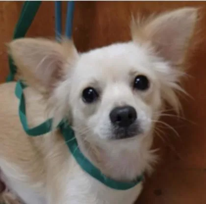 Butterball thumbnail 2