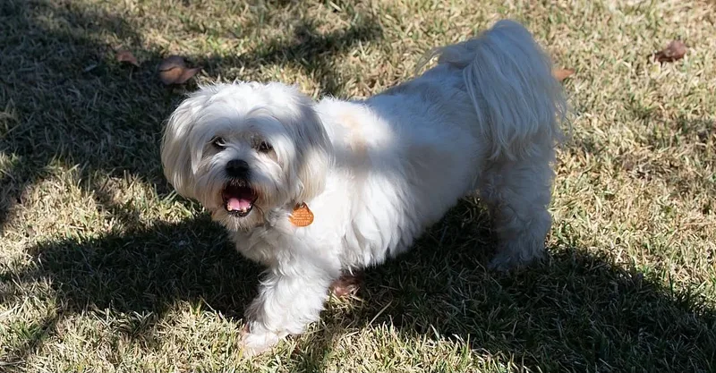 A senior small-sized male White / Cream Maltipoo dog named Bruno for adoption in Memphis, TN