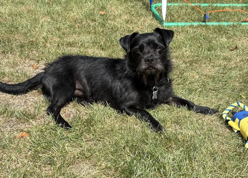 A young small-sized male Terrier dog named Salsa for adoption in Palatine, IL