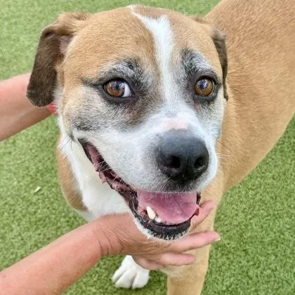 An adult large-sized male Mixed Breed dog named Michaelangelo for adoption in Largo, FL