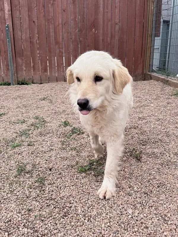 Zucarello thumbnail 2