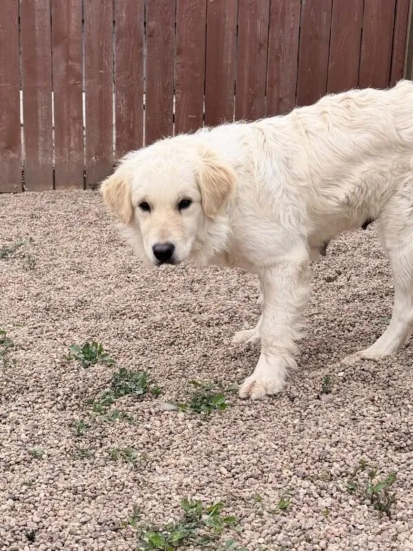 Zucarello thumbnail 3