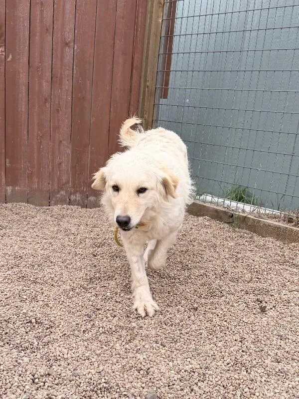 Zucarello thumbnail 4