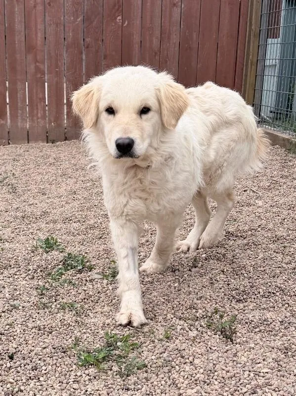 Zucarello thumbnail 5