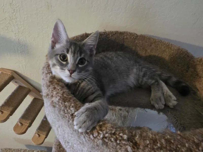 A baby small-sized male Gray / Blue / Silver Domestic Short Hair cat named Jasper Southern for adoption in Chandler, AZ