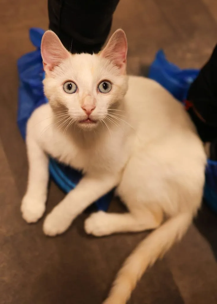 A baby medium-sized male Cream / Ivory Domestic Short Hair cat named Sheraton for adoption in Mira Loma, CA