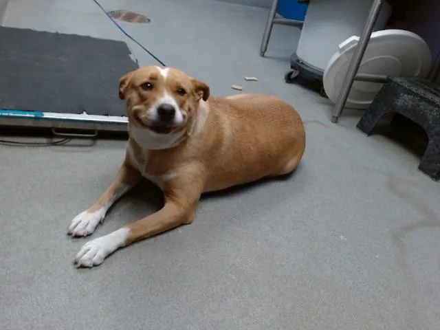 An adult medium-sized female Labrador Retriever dog named Robin for adoption in Albuquerque, NM