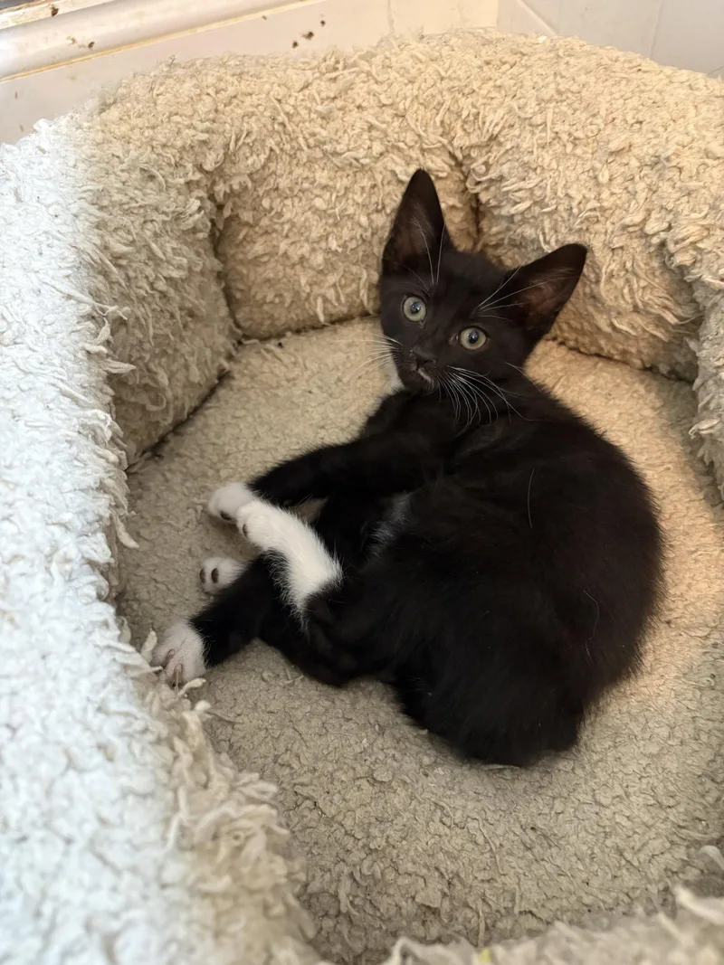 A baby medium-sized male Black & White / Tuxedo Domestic Short Hair cat named Kia for adoption in Broomall, PA