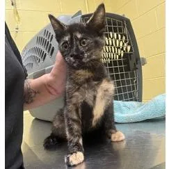 A baby small-sized female Tortoiseshell Domestic Short Hair cat named Bonnie for adoption in Kennebunk, ME