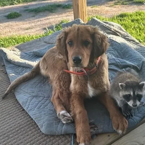 A young medium-sized male Golden Retriever dog named Chewy for adoption in Normal, IL