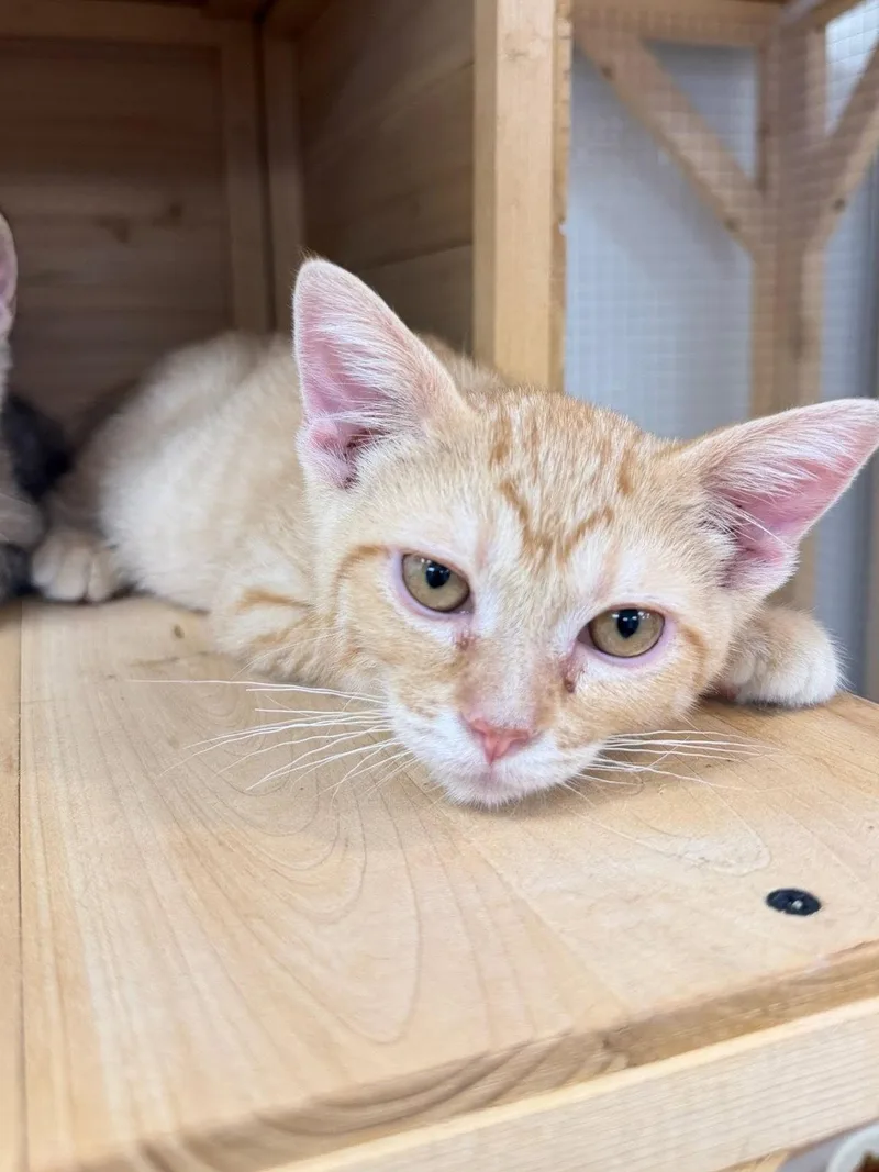 A baby small-sized male Orange / Red Domestic Short Hair cat named Tangerine for adoption in Mission Viejo, CA