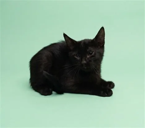 A baby small-sized male Domestic Short Hair cat named James for adoption in Los Angeles, CA