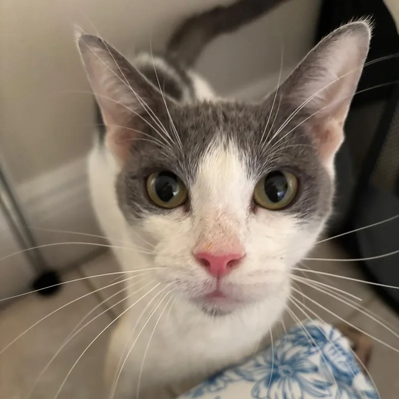 A young medium-sized female White Domestic Short Hair cat named Whisper for adoption in Lakeland, FL