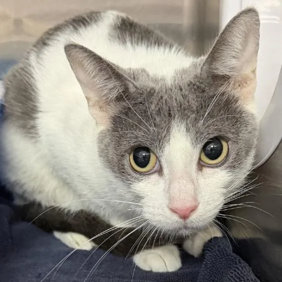 Whisper thumbnail 2