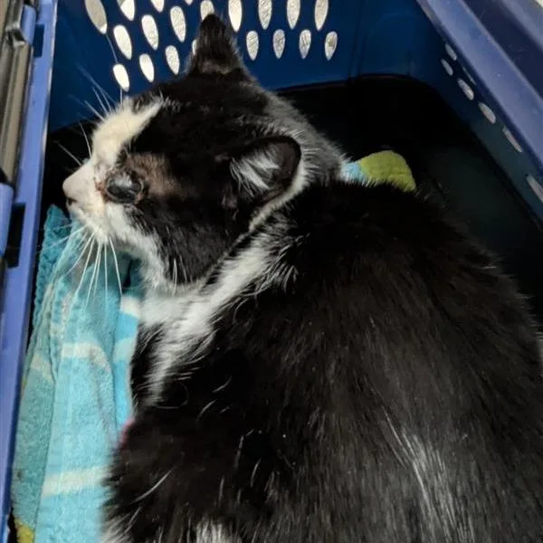 An adult medium-sized male Black Domestic Short Hair cat named International Super Spy for adoption in Tacoma, WA