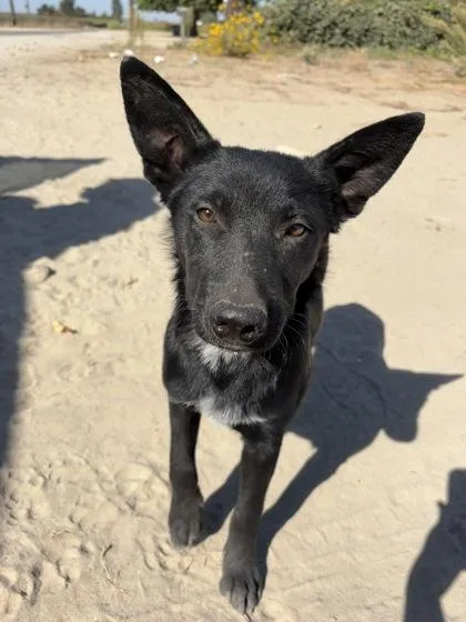 A baby medium-sized male German Shepherd Dog dog named Goose for adoption in Fresno, CA