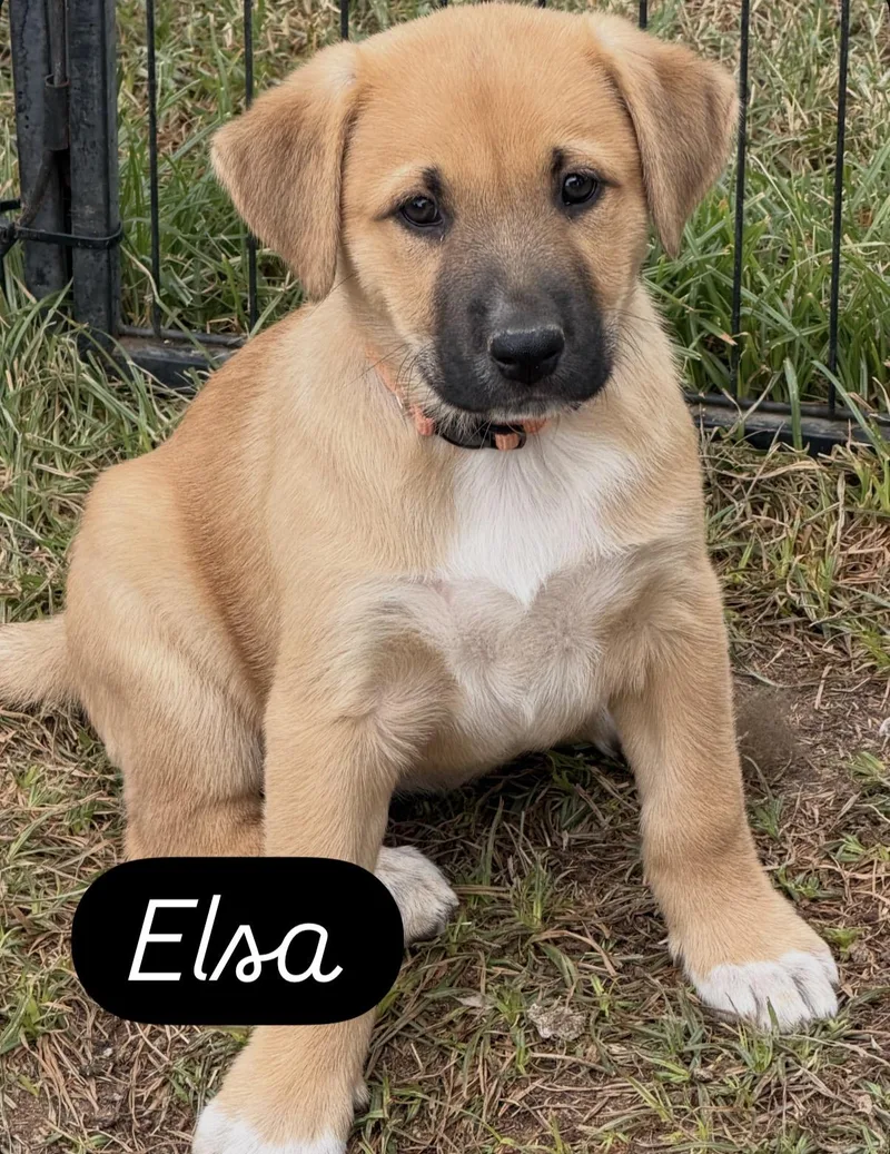 A baby large-sized female Black Mouth Cur dog named Elsa for adoption in Gilbert, AZ