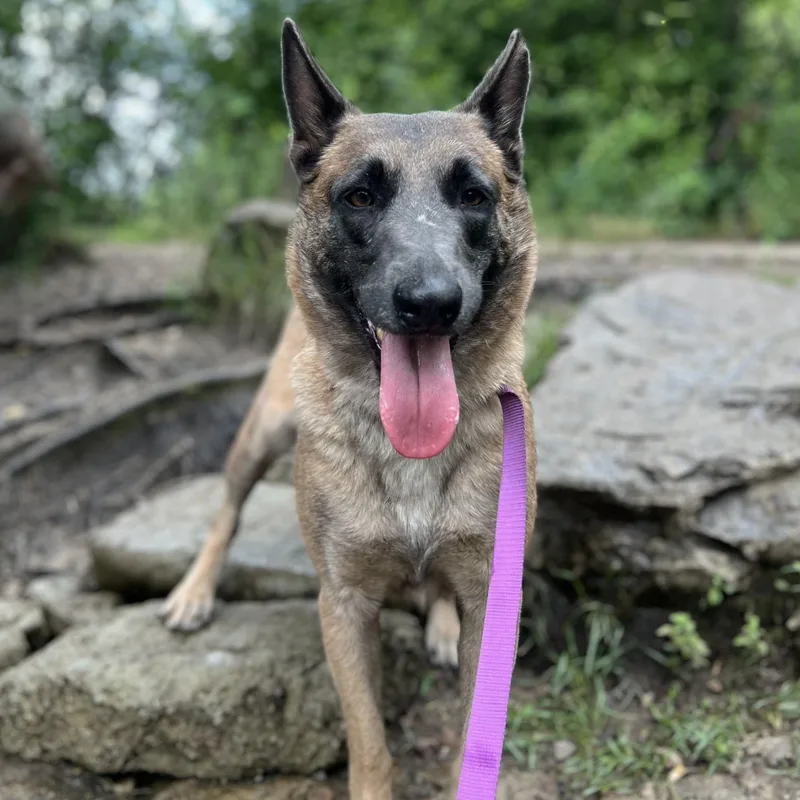 A young medium-sized female Belgian Shepherd / Malinois dog named Grace for adoption in Duxbury, MA