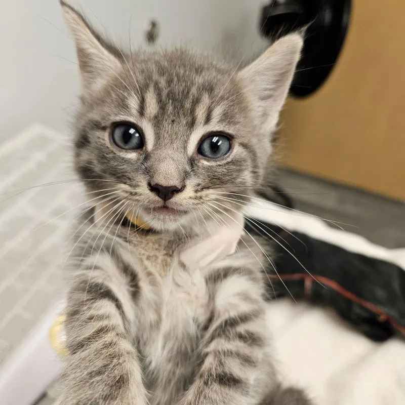 A baby small-sized male Cream / Ivory Domestic Short Hair cat named Five for adoption in Jacksonville, FL