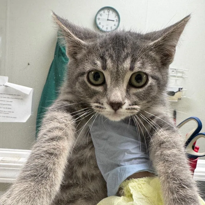 A baby small-sized male Gray / Blue / Silver Domestic Short Hair cat named Seven o'clock news for adoption in Pekin, IL