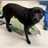 An adult medium-sized male Black Labrador Retriever dog named Maxie for adoption in St. Augustine, FL