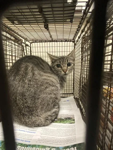 An adult large-sized female Domestic Short Hair cat named A for adoption in Modesto, CA