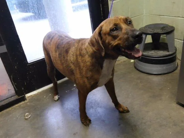 A young large-sized male Pit Bull Terrier dog named Brownie for adoption in Tulsa, OK