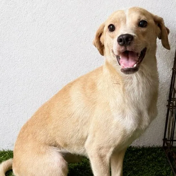 A young small-sized female Yellow / Tan / Blond / Fawn Mixed Breed dog named Angelfish for adoption in Fredericksburg, VA