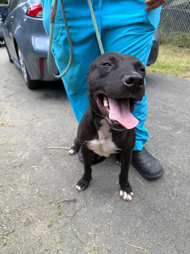 An adult medium-sized male Pit Bull Terrier dog named Kimbo for adoption in Bayamon, PR