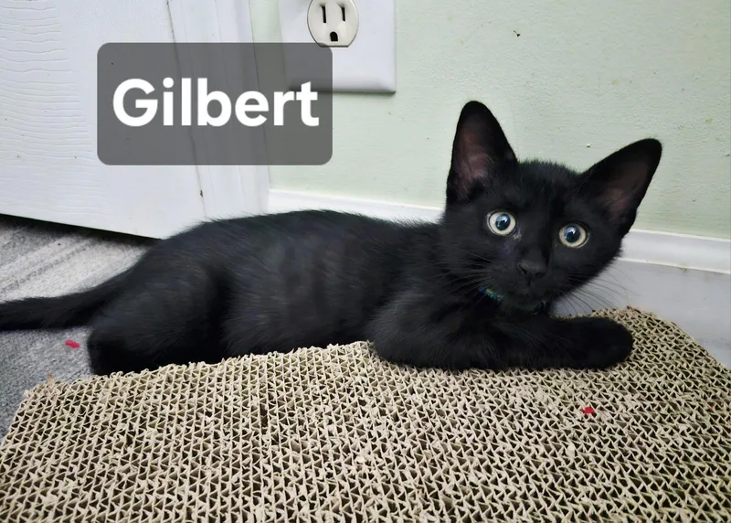 Gilbert