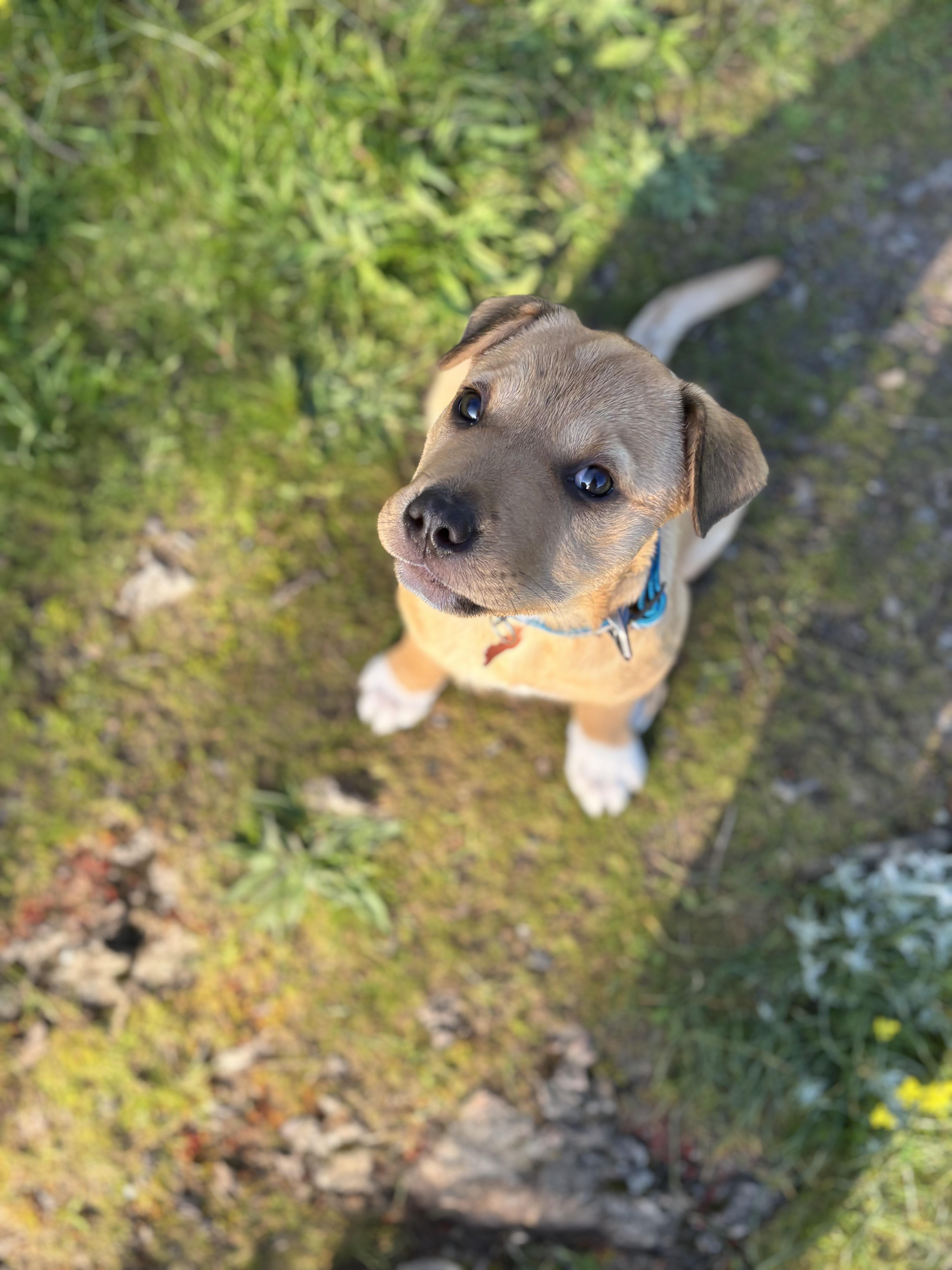 Phoebe thumbnail 2