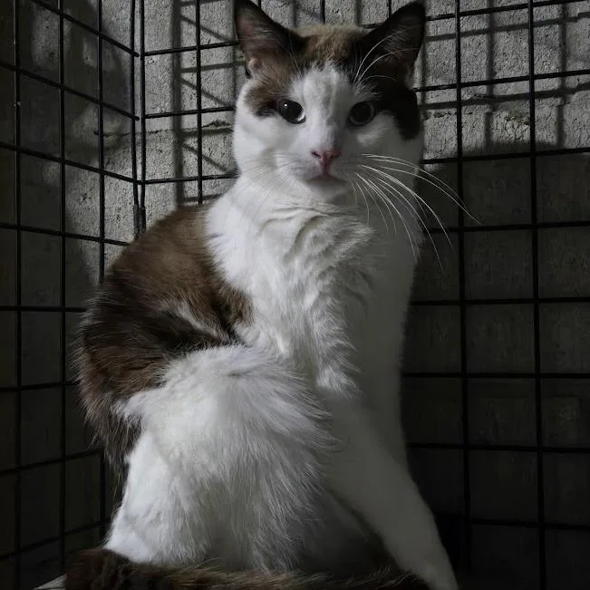 An adult small-sized male Brown / Chocolate Snowshoe cat named Phillip for adoption in Sioux Falls, SD