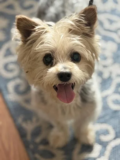 An adult small-sized male Yorkshire Terrier dog named Peka for adoption in Malvern, PA