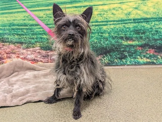 An adult small-sized male Terrier dog named A for adoption in Moreno Valley, CA