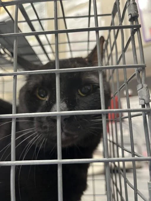 An adult large-sized male Domestic Short Hair cat named James for adoption in Las Vegas, NV
