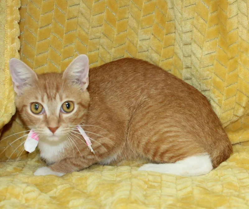 A young medium-sized female Orange & White Domestic Short Hair cat named Morgan for adoption in Prattville, AL