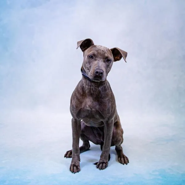 An adult medium-sized female Pit Bull Terrier dog named Pen Xena for adoption in Lawrenceville, GA