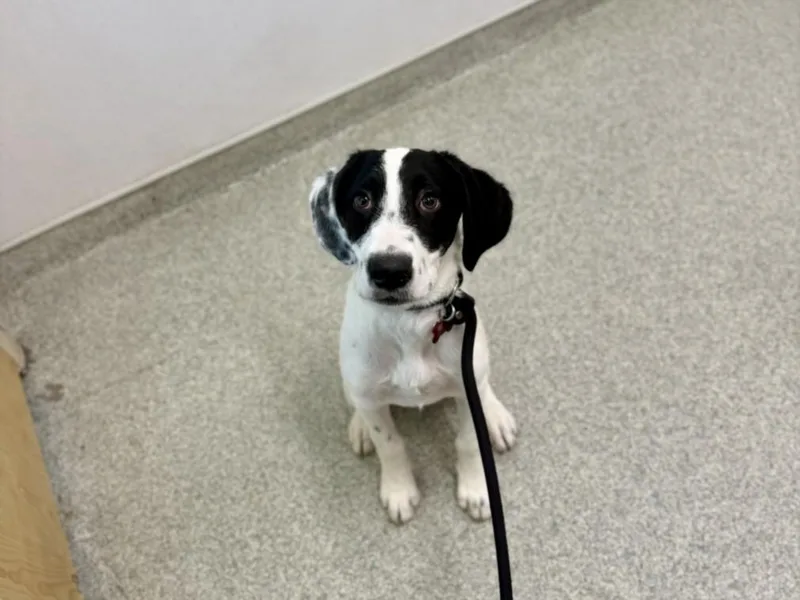 A baby small-sized female German Shorthaired Pointer dog named Milly for adoption in Loveland, CO