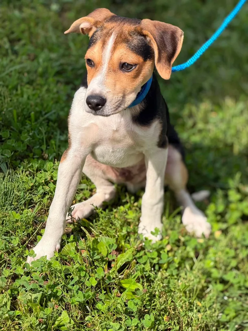 Maverick