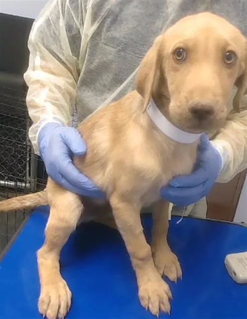 A baby small-sized male Labrador Retriever dog named Petrie for adoption in Phoenix, AZ