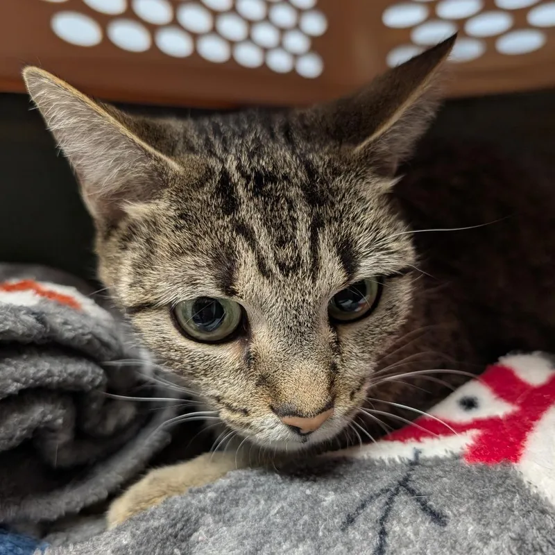 A young medium-sized female Brown / Chocolate Domestic Short Hair cat named Goat for adoption in DeKalb, IL