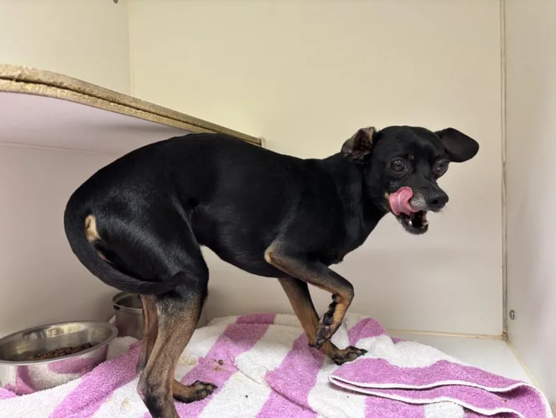 An adult small-sized male Chihuahua dog named Chip for adoption in Texas City, TX