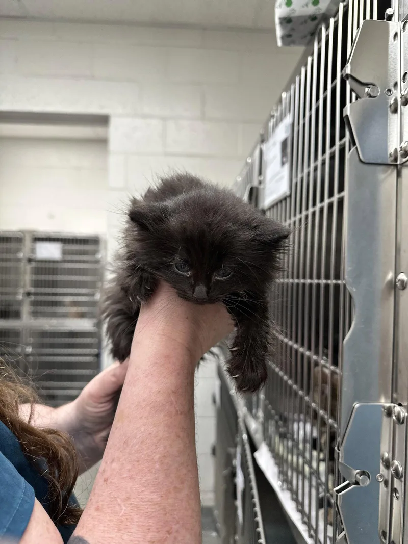A baby medium-sized male Black Domestic Long Hair cat named Kayce for adoption in Absecon, NJ