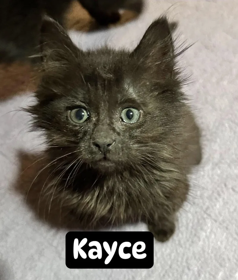 Kayce thumbnail 2