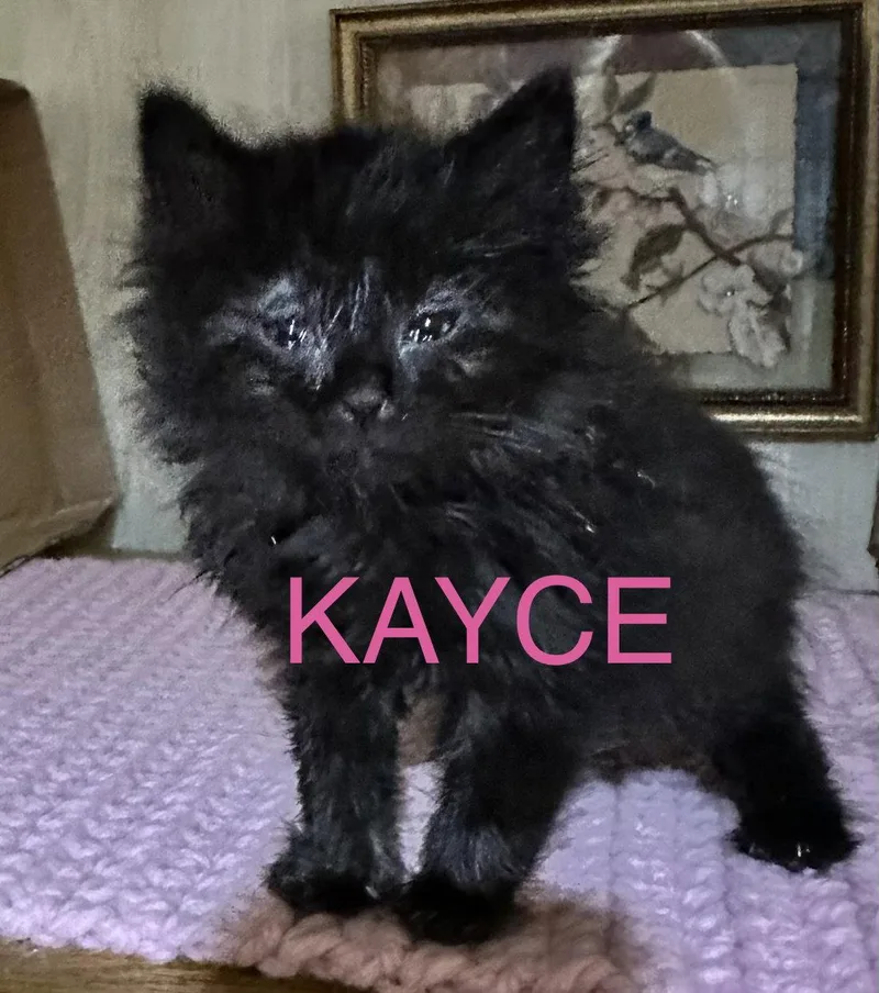 Kayce thumbnail 3