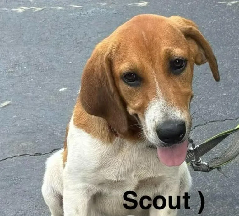 A baby medium-sized male Red / Chestnut / Orange Mixed Breed dog named Scout for adoption in Parma, OH
