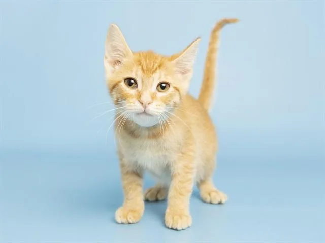 A baby small-sized female Domestic Short Hair cat named Echo for adoption in Phoenix, AZ