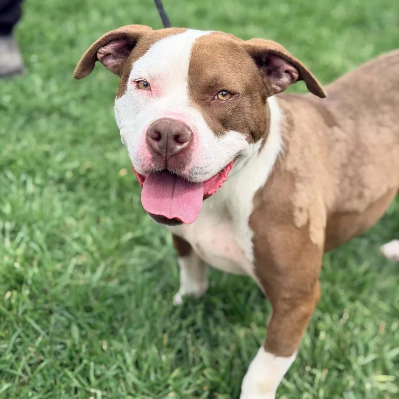 An adult medium-sized male Yellow / Tan / Blond / Fawn Mixed Breed dog named Goliath for adoption in Huntington, WV