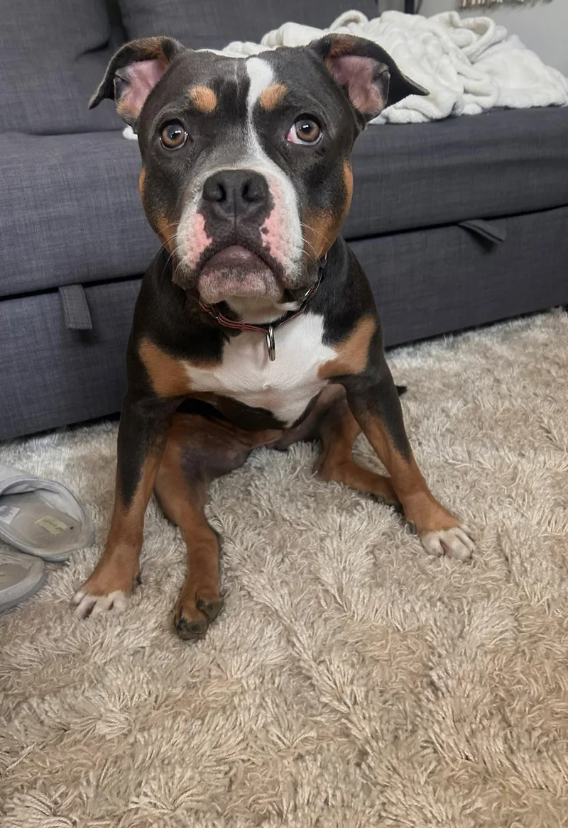 An adult medium-sized female Tricolor (Brown, Black, & White) Mixed Breed dog named Lake for adoption in Vassalboro, ME