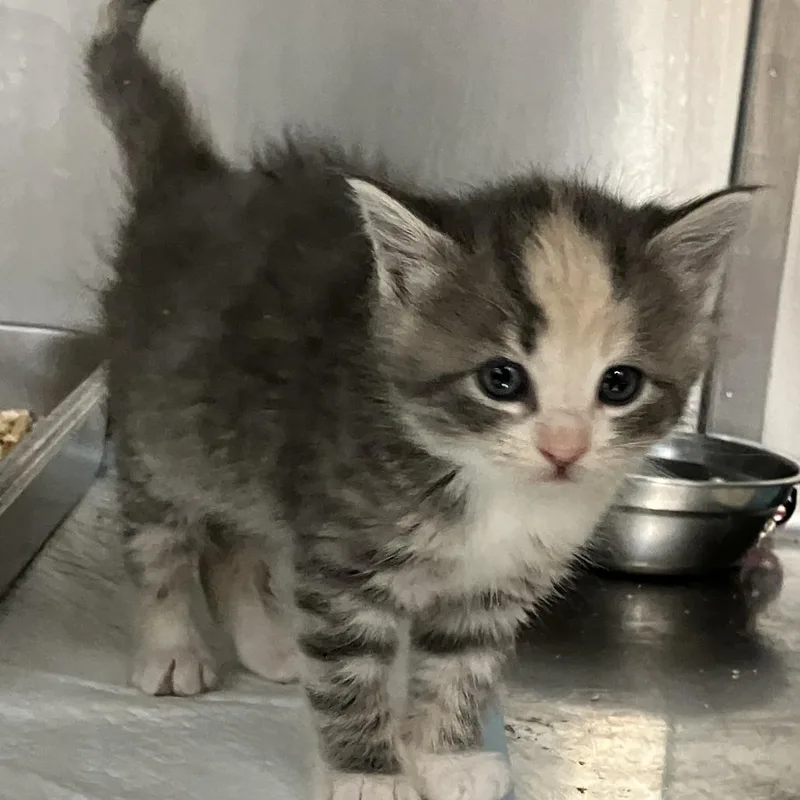 A baby small-sized female Torbie Domestic Short Hair cat named Edna Mode for adoption in Idaho Falls, ID